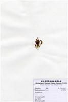 藏品(短尖假羽藻)的圖片